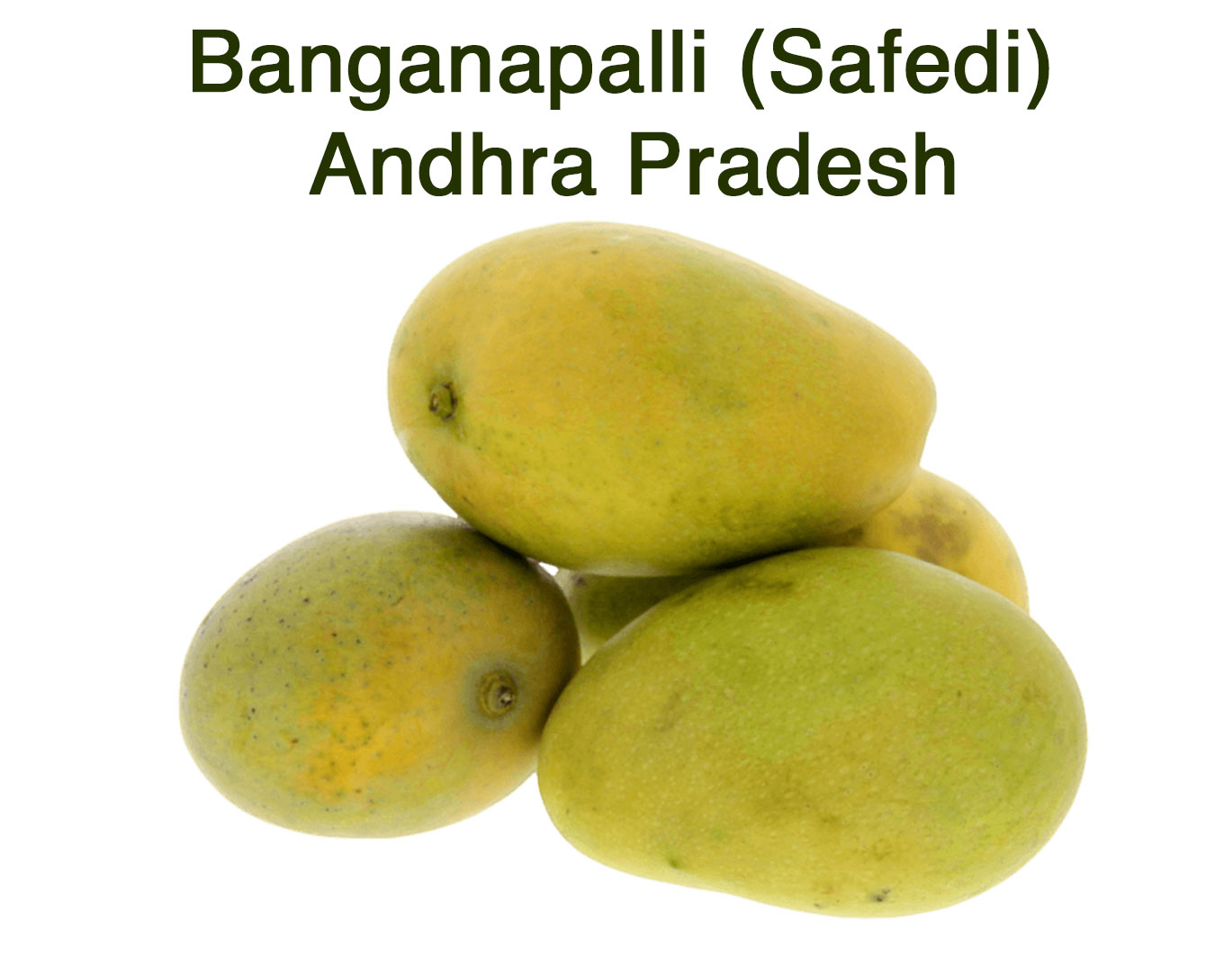 varieties of mangoes - Banganapalli-(Safedi)-–-Andhra-Pradesh