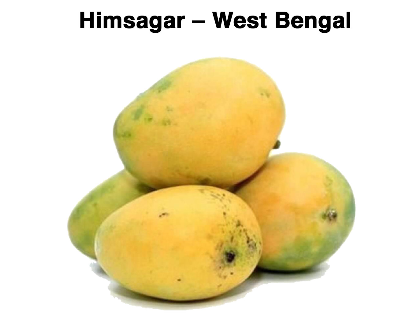 varieties of mangoes - Himsagar – West Bengal