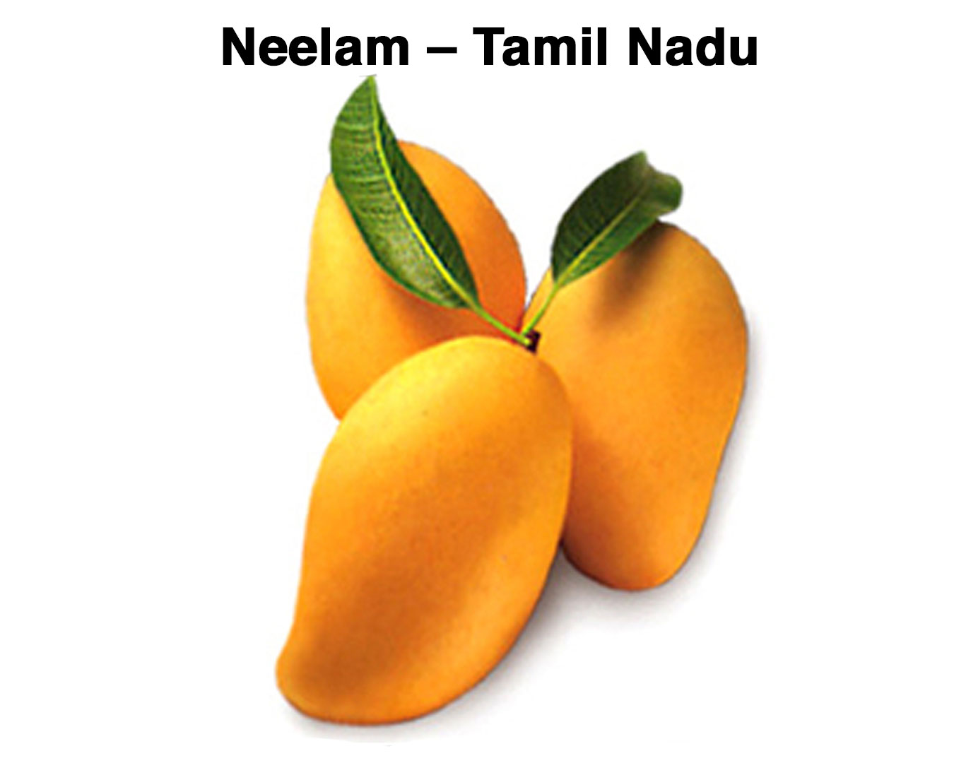 varieties of mangoes - Neelam – Tamil Nadu 