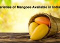 The-Top-10-Varieties-of-Mangoes-Available-in-India