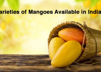 The-Top-10-Varieties-of-Mangoes-Available-in-India