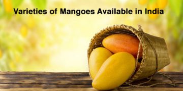 The-Top-10-Varieties-of-Mangoes-Available-in-India