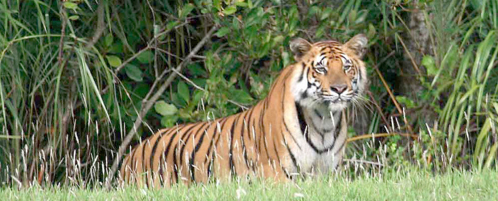 national parks and wildlife sanctuaries in india - sunderbans