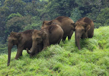 national parks and wildlife sanctuaries in india - chinnar
