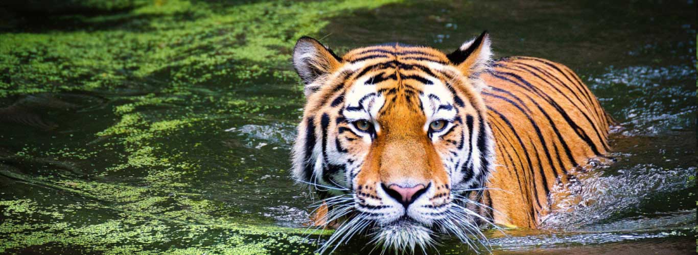 national parks and wildlife sanctuaries in india - corbett