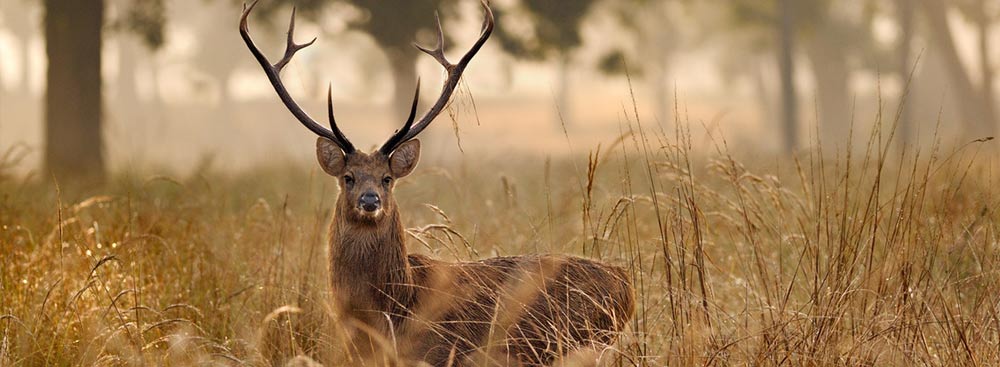 national park - kanha