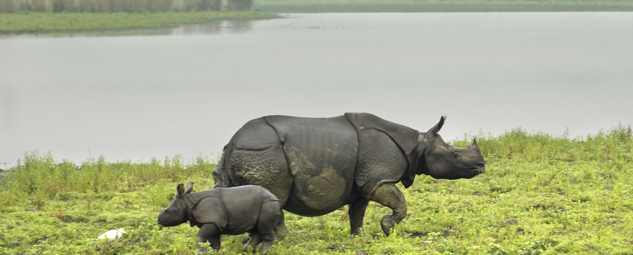 best national park - kaziranga