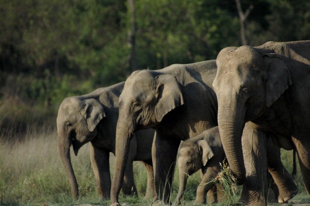 rajaji national park