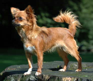 pocket dog - Chihuahua 