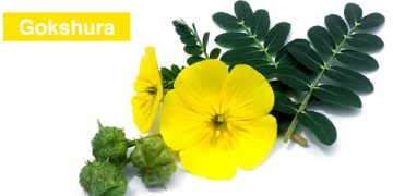 Gokshura Benefits and Innovative Ways to Use Gokshura
