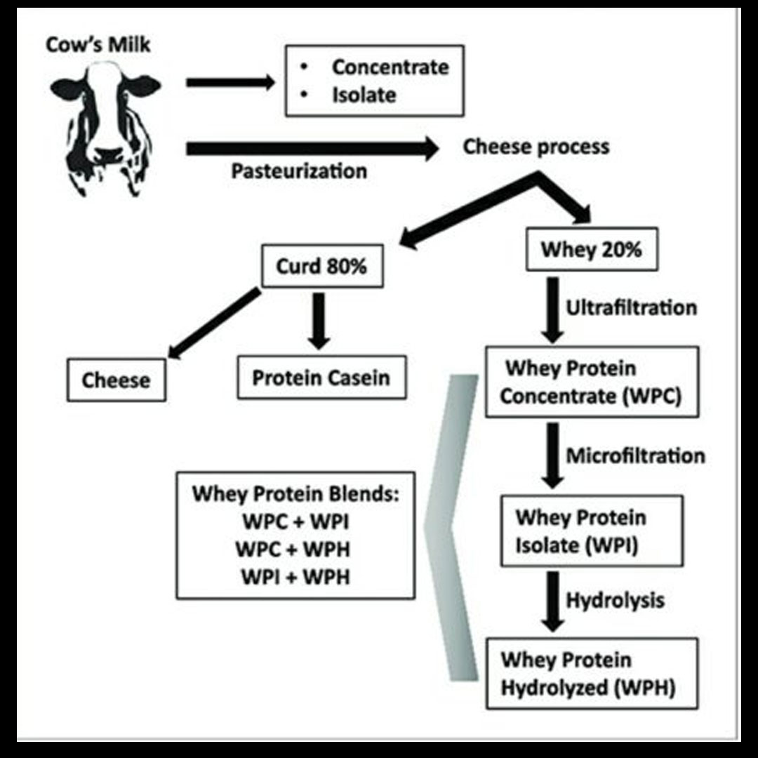 How whey protein is produced?