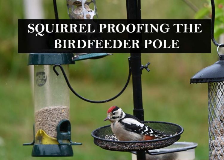 Best Squirrel Proof Bird Feeder Poles in 2021