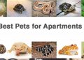 Best Pets for Apartments which are Low Maintenance