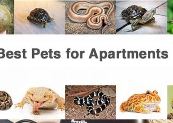 Best Pets for Apartments which are Low Maintenance