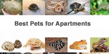 Best Pets for Apartments which are Low Maintenance