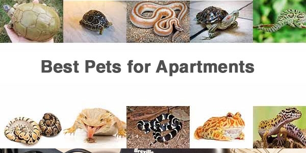 Best Pets for Apartments which are Low Maintenance