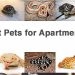 Best Pets for Apartments which are Low Maintenance