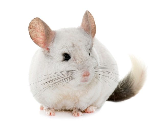 best pets for apartments - Chinchillas