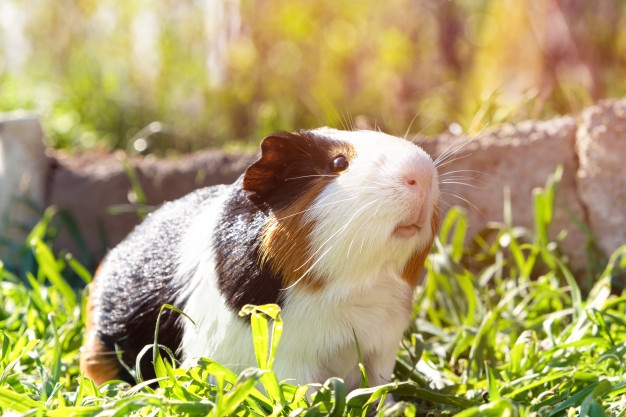 best pets for apartments - Guinea pigs