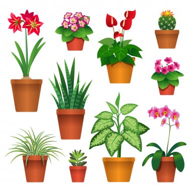 gift for girls age 20 - Potted plants