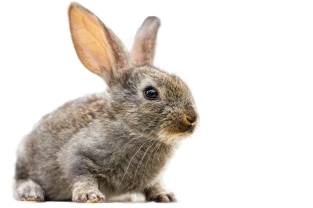 best pets for apartments - Rabbits