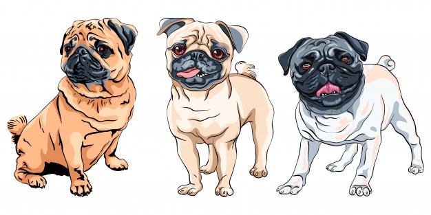 best pets for apartments - Pugs