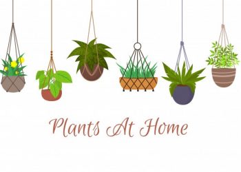 Best Plants and Flowers to Plant in Hanging Baskets | Hanging Basket