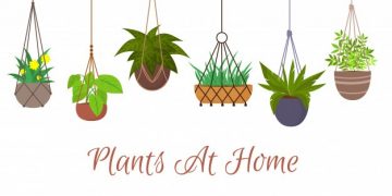 Best Plants and Flowers to Plant in Hanging Baskets | Hanging Basket