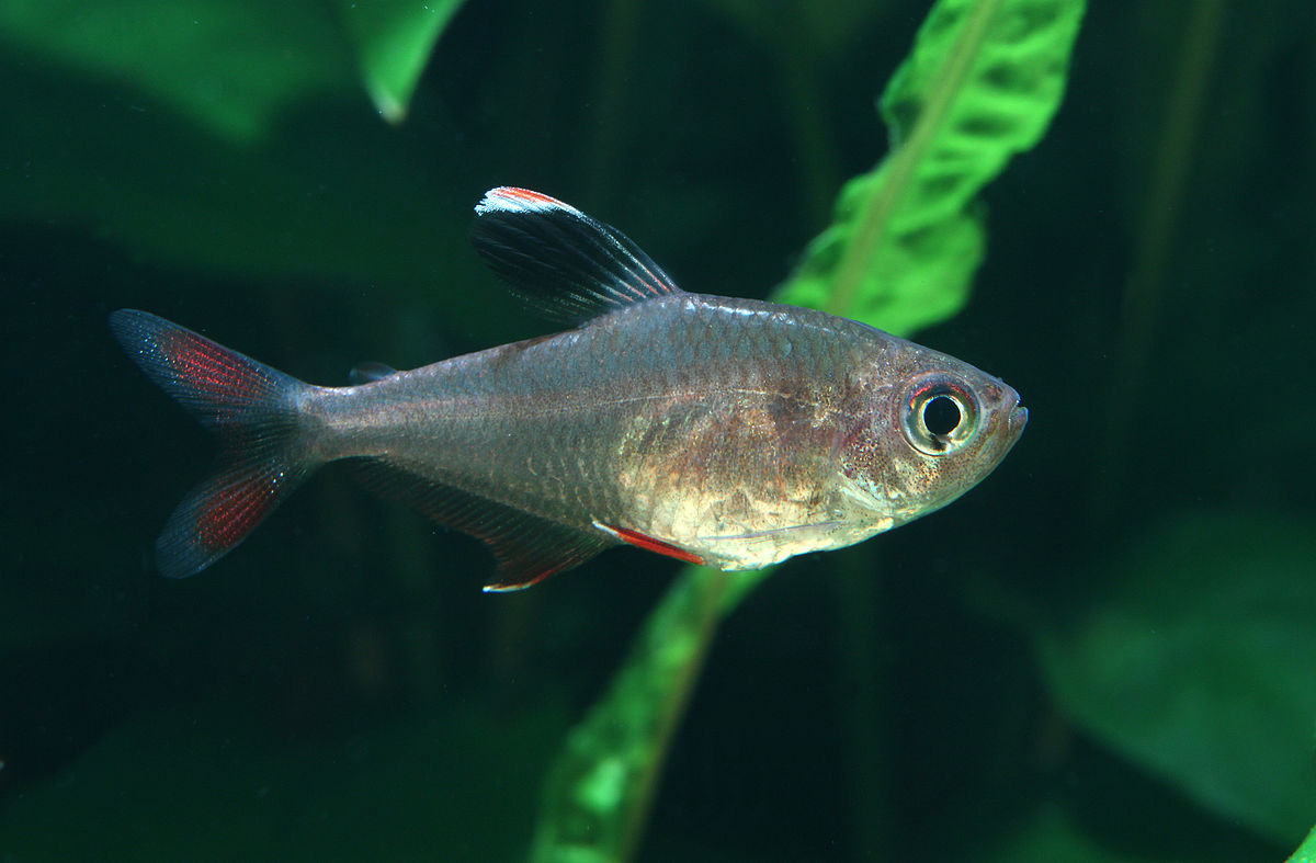 Small Tetras