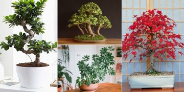 Best Indoor Bonsai Trees and How to Care for Them!