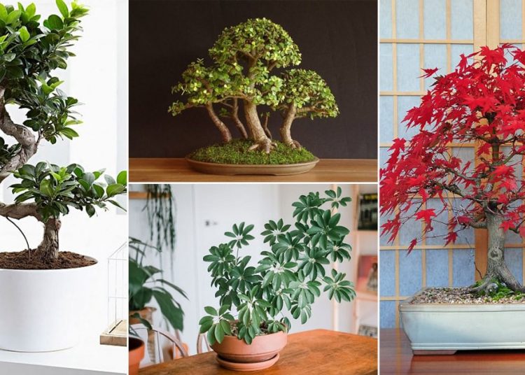 Best Indoor Bonsai Trees and How to Care for Them!