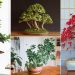Best Indoor Bonsai Trees and How to Care for Them!