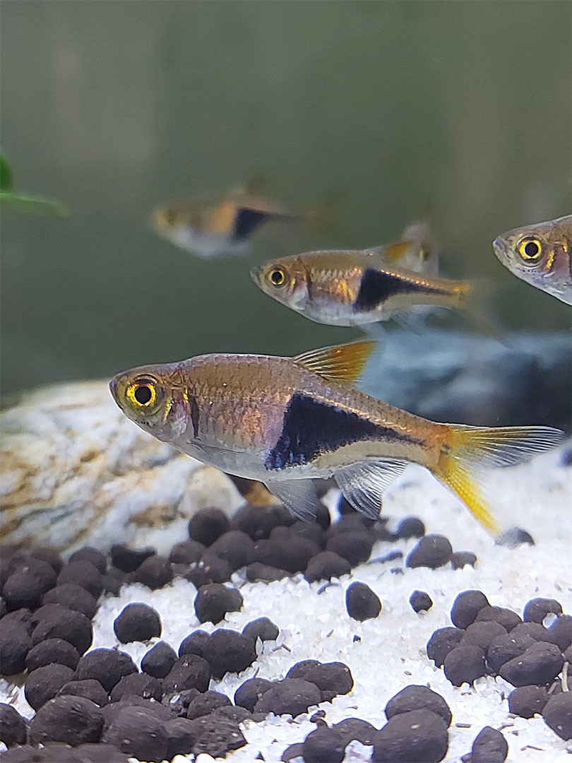 fish for 2.5 gallon tank - Harlequin Rasbora