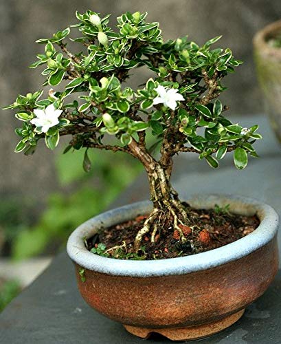 Indoor bonsai trees - Serissa Japonica (Snow Rose) Bonsai