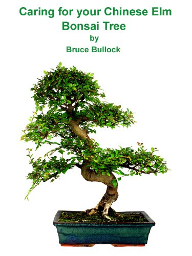 Indoor bonsai trees - Chinese Elm Bonsai