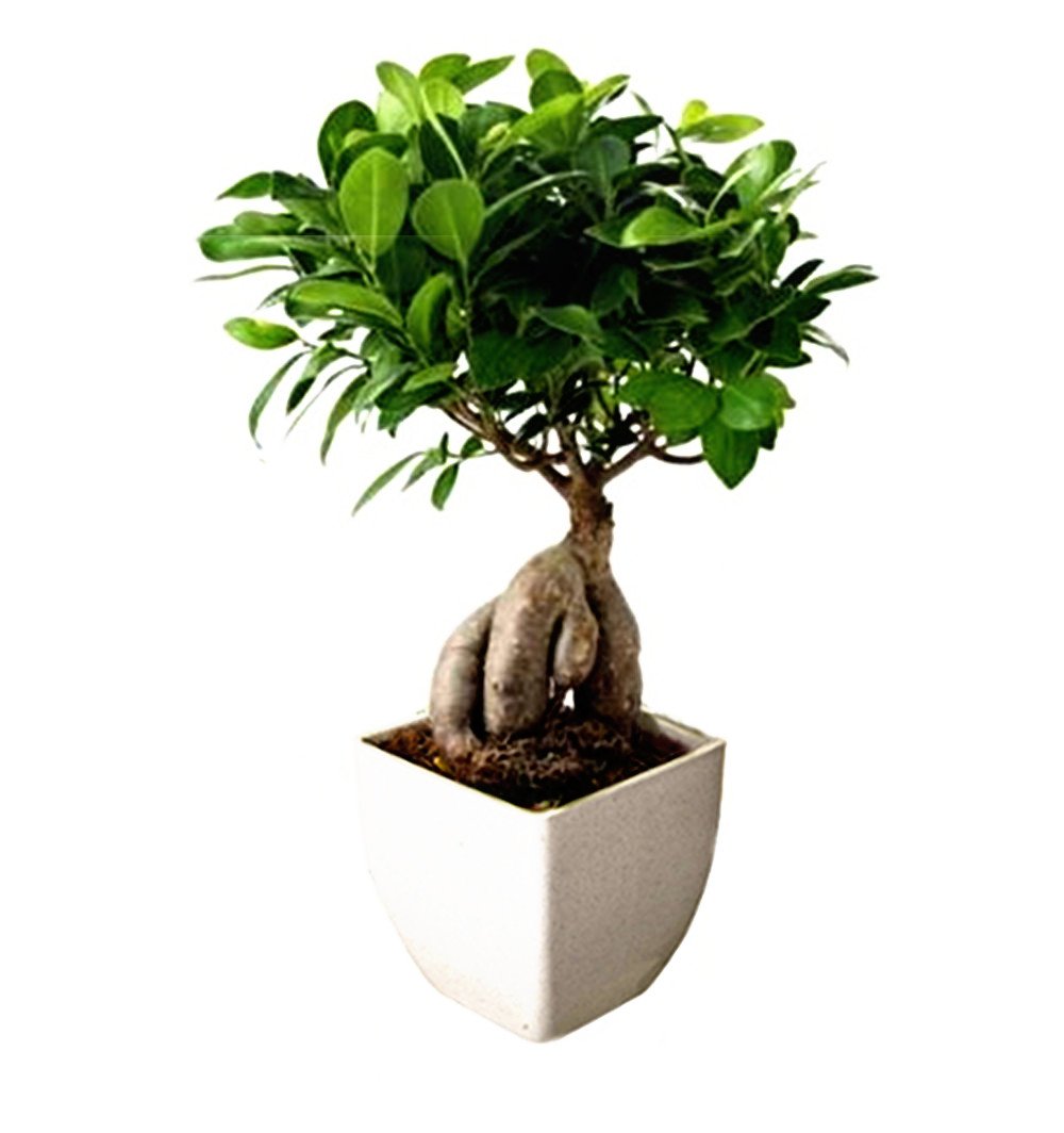 Fincus Bonsai