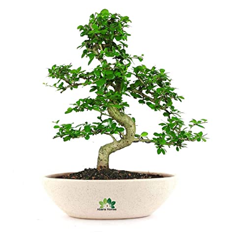 Carmona Bonsai