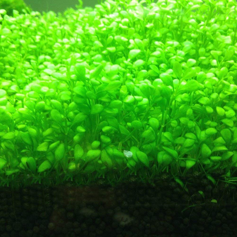 aquarium carpet plants - Brazilian Micro Sword 