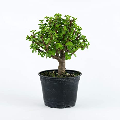 Indoor bonsai trees - Crassula (Jade) Bonsai