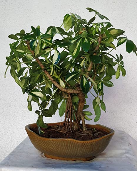 Indoor bonsai trees - Schefflera Bonsai