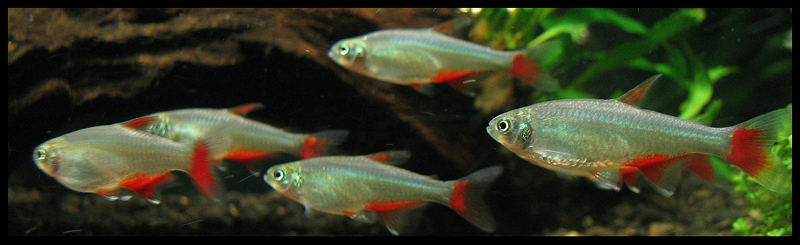 Tetra Bloodfin