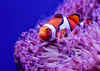 20 Best Fish for 2.5 Gallon Tank in 2021