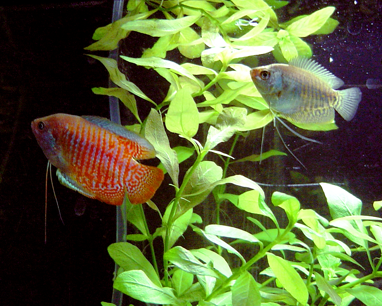 fish for 2.5 gallon tank - Dwarf gourami