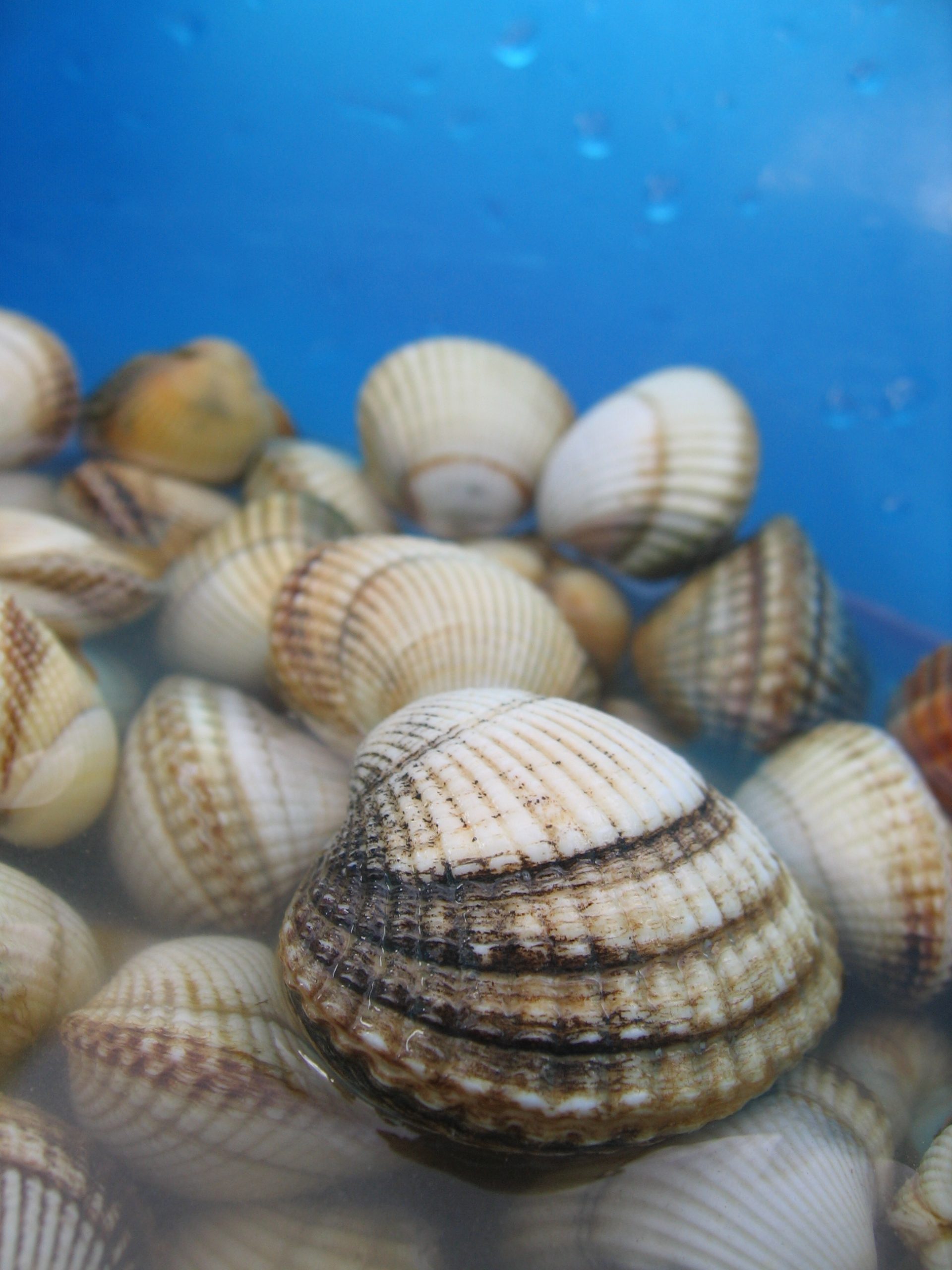 london food - Cockles