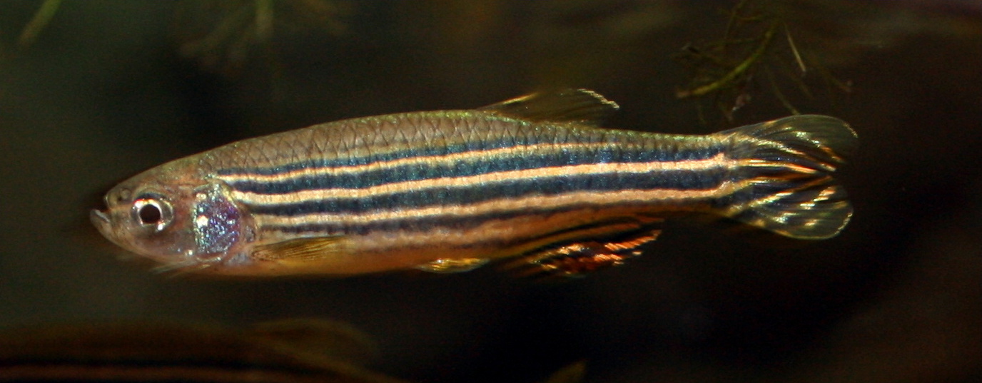 Danios