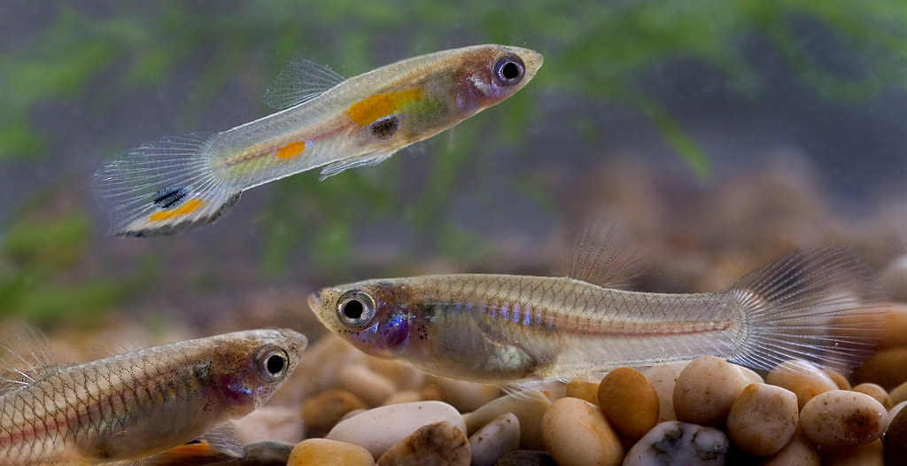 Guppy wild type