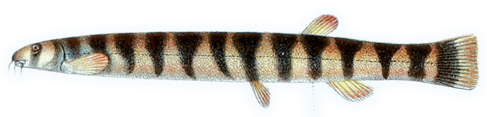 Kuhli Loach