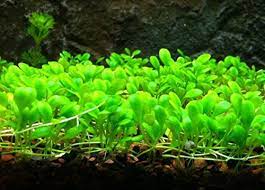 aquarium carpet plants - Glossostigma Elatinoides 