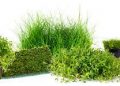 5 Beautiful Aquarium Carpet Plants | Aquarium Plants for Carpeting