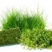 5 Beautiful Aquarium Carpet Plants | Aquarium Plants for Carpeting
